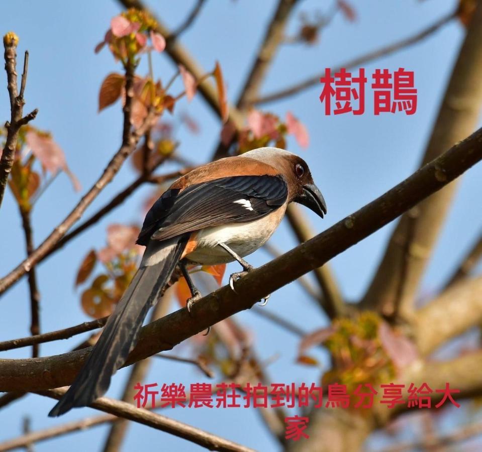 Lala Mountain Homestay‧Cile Farm Hualing Exteriör bild