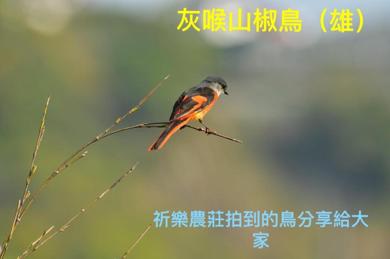 Lala Mountain Homestay‧Cile Farm Hualing Exteriör bild