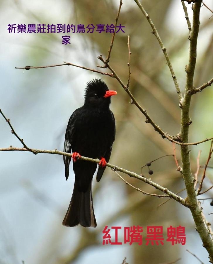 Lala Mountain Homestay‧Cile Farm Hualing Exteriör bild